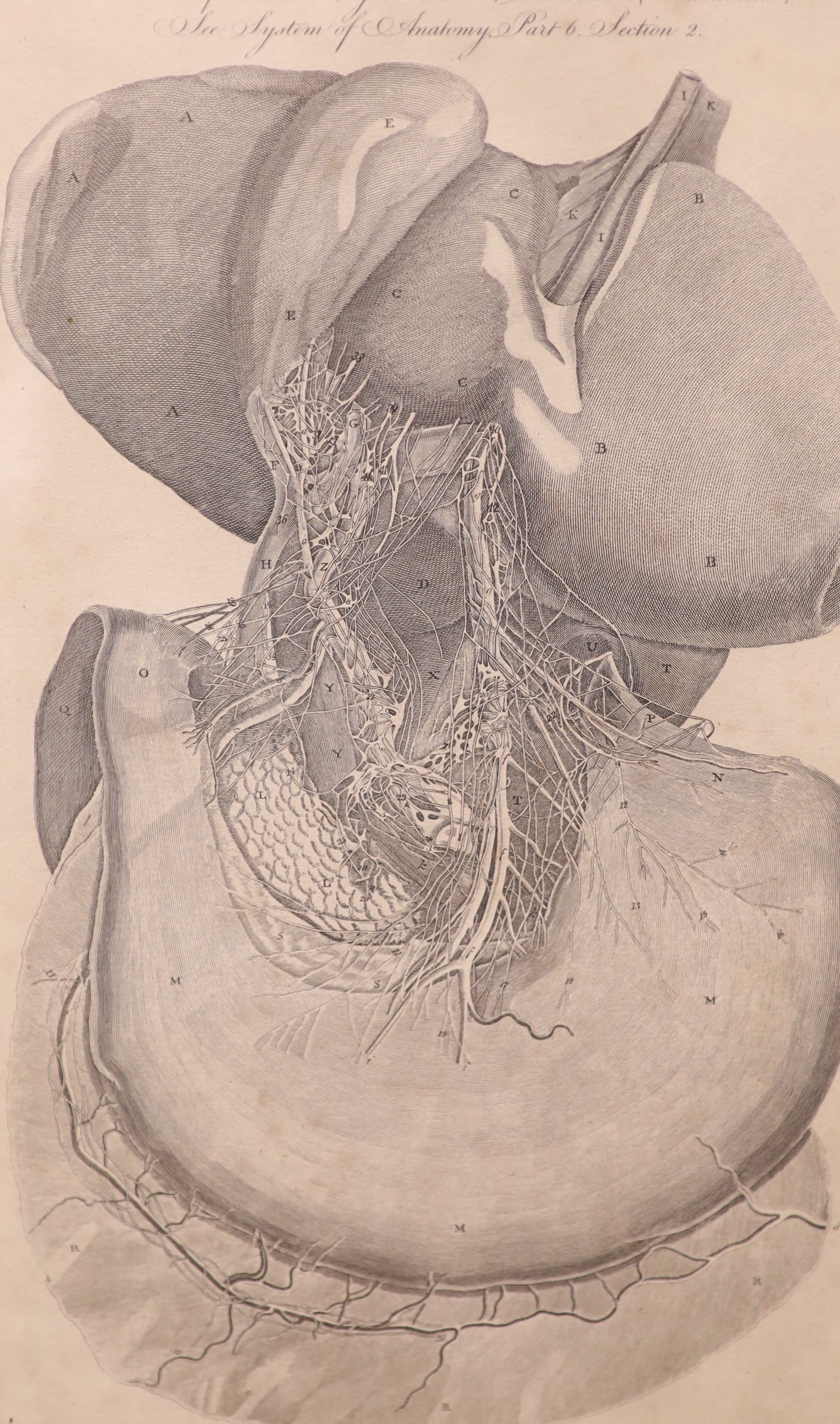 Two Victorian anatomical engravings from Halls Encyclopedia, 37 x 22cm